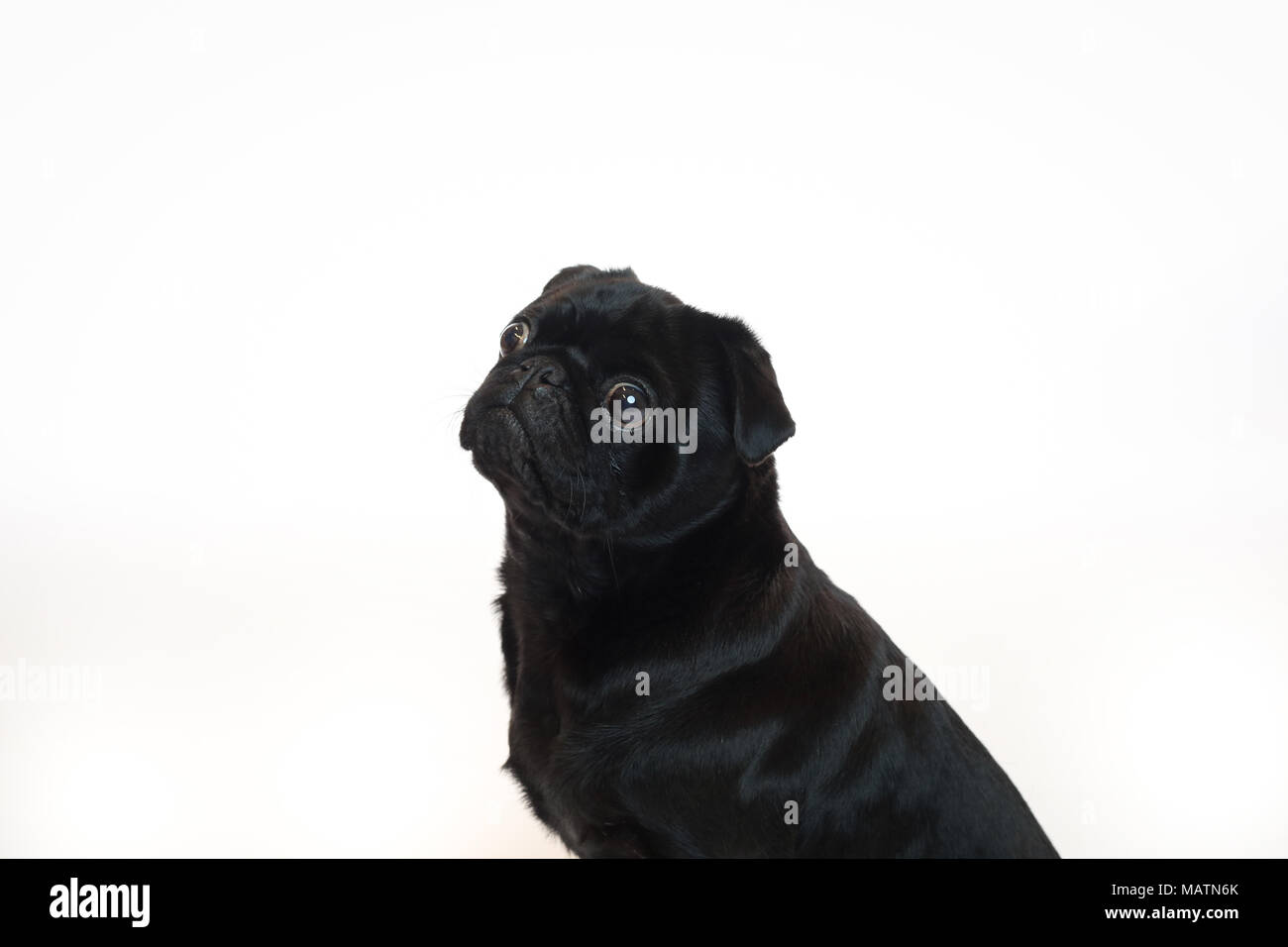 Schwarzes pug in einem Studio mit einem weißen Hintergrund. Stockfoto
