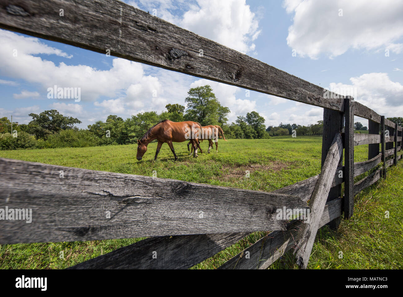 Pferde Spaziergang durch Gras an einem sonnigen Sommertag in Kentucky. Stockfoto