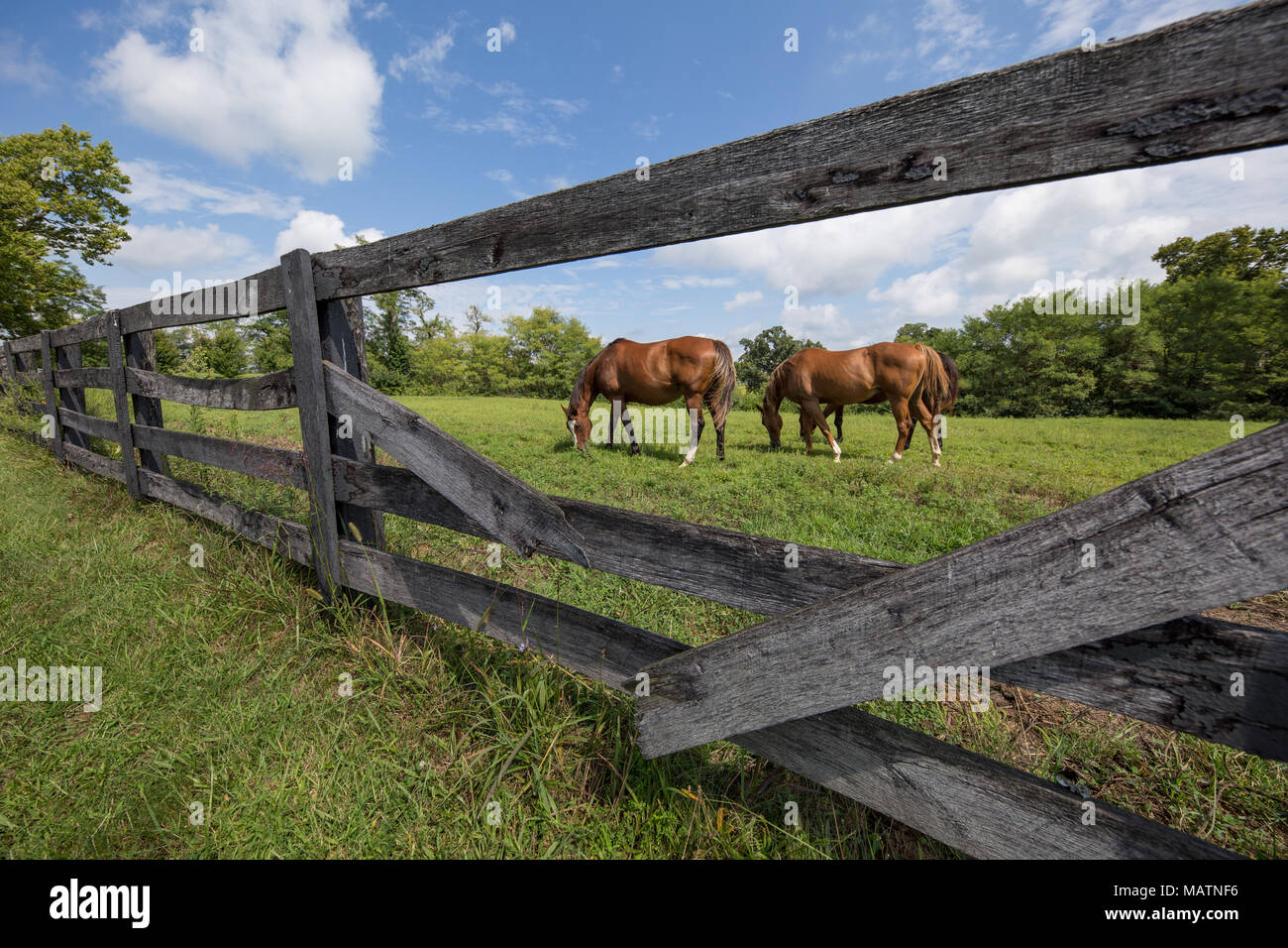 Pferde Spaziergang durch Gras an einem sonnigen Sommertag in Kentucky. Stockfoto