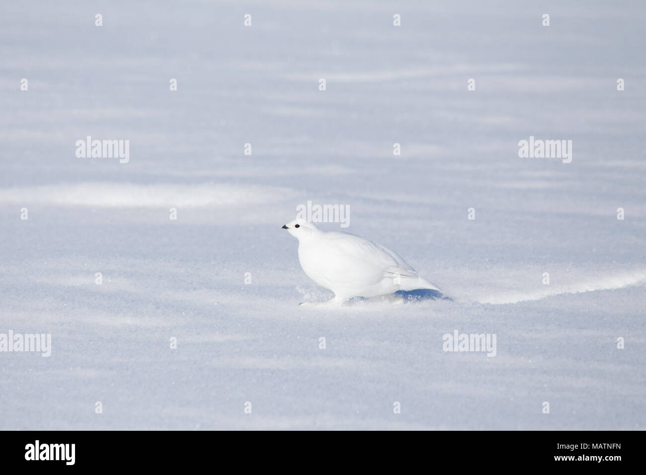 Alpenschneehuhn Stockfoto