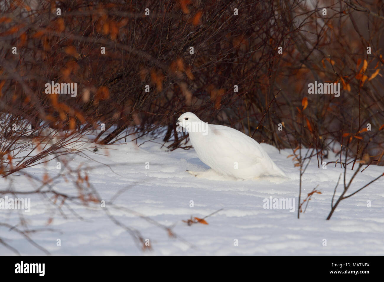 Alpenschneehuhn Stockfoto