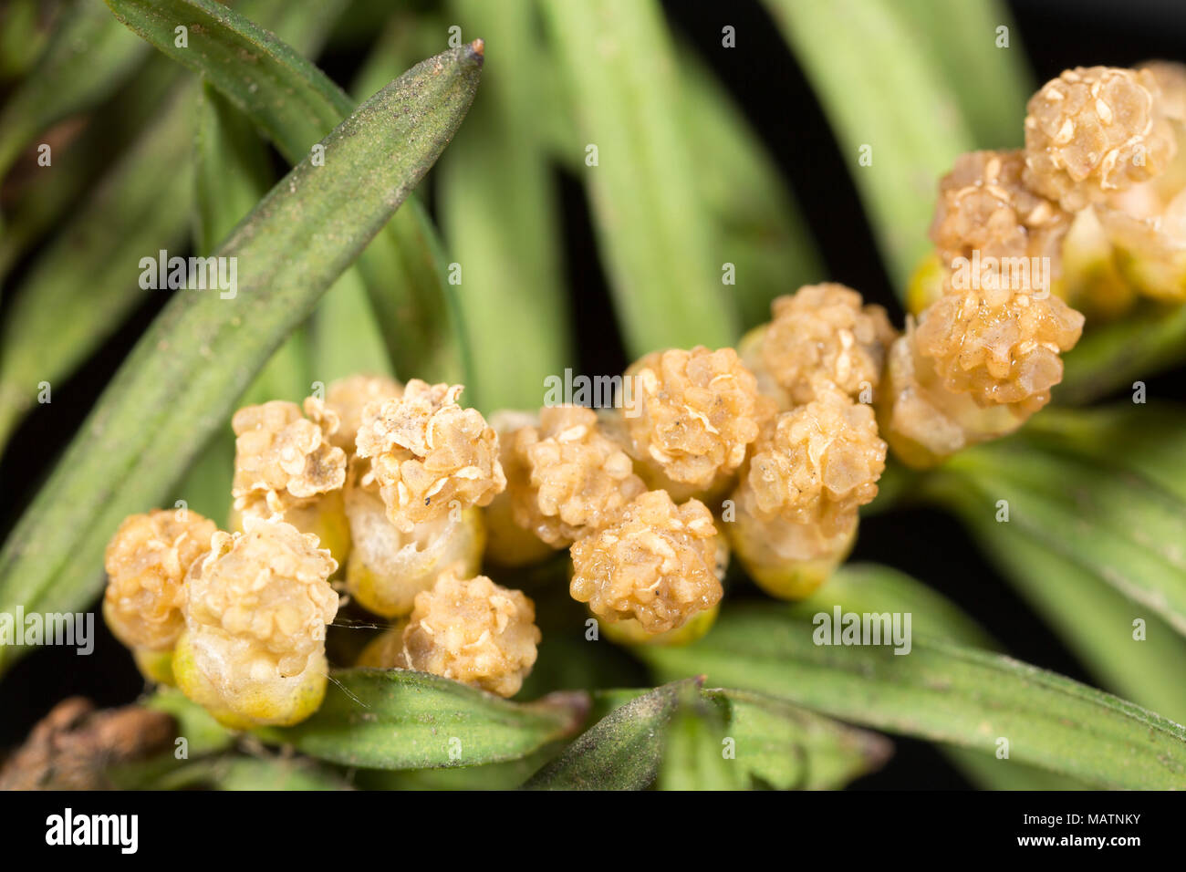 Cluster von männlichen Blüten der gemeinsamen Eibe Taxus Whipplei, März 2018 Dorset England UK Stockfoto