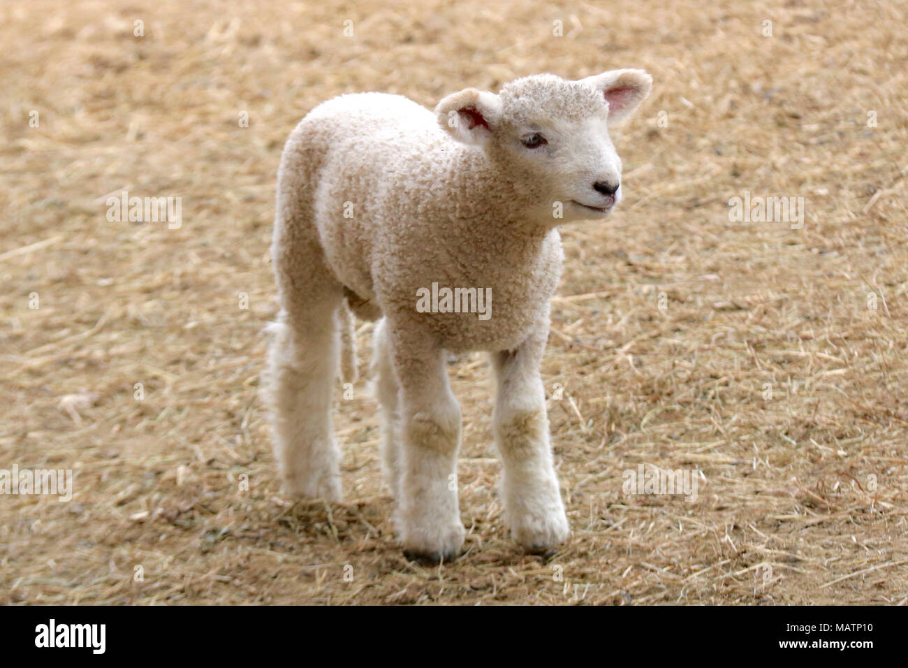 Ein kleines weisses Lamm stehen in einem Hof Stockfoto