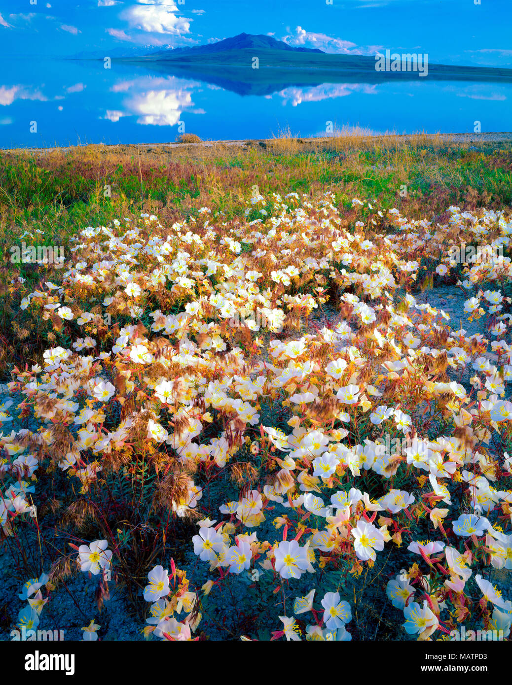 Nachtkerze Blüte, Antilope Palmer State Park, Utah Salt Lake Epilobium Githago Stockfoto