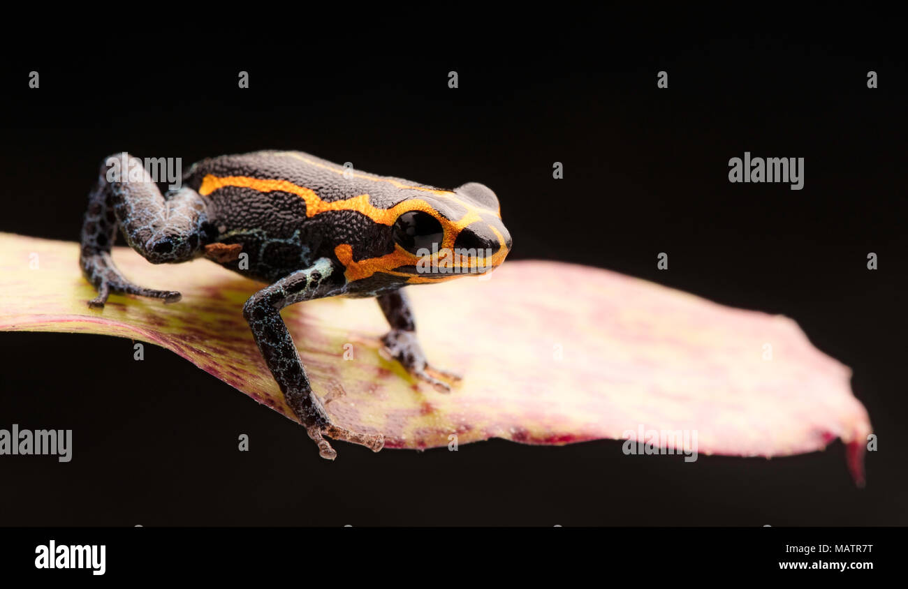 Poison dart Frog, Ranitomeya Imitator, Yumbatos. Eine kleine giftige Regenwald Tier aus den tropischen Regenwald des Amazonas in Peru. Stockfoto