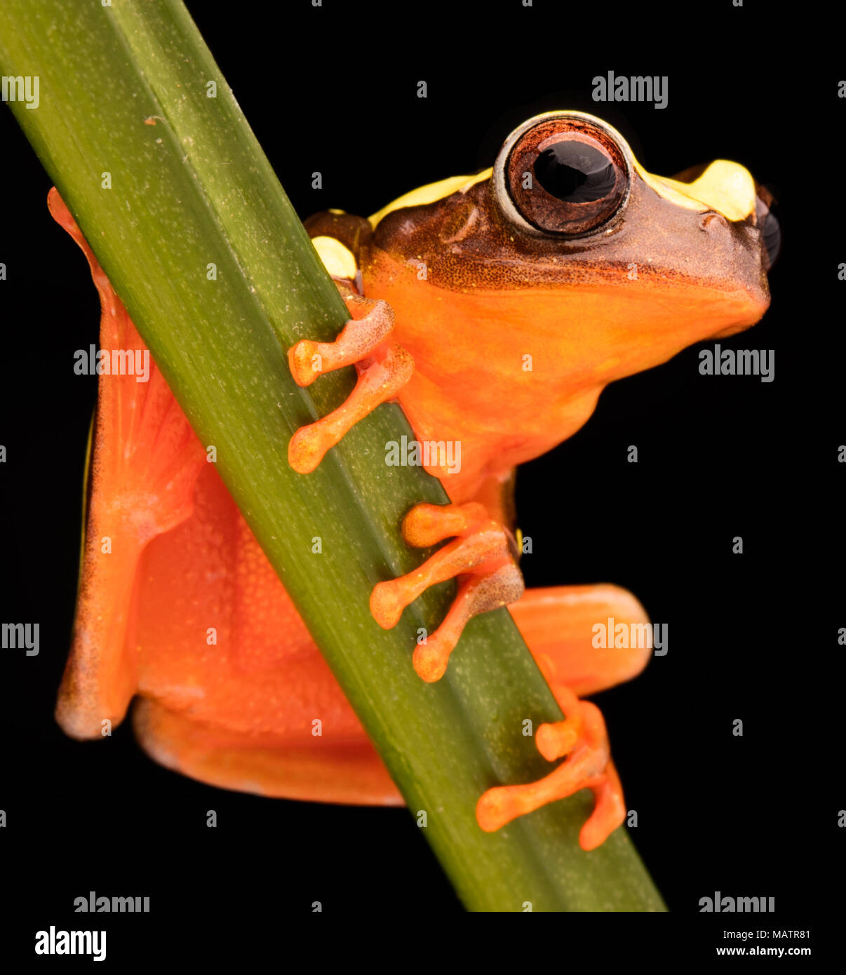 Blatt oder Laubfrosch, Dendropsophus Leucophyllatus. Treefrog mit leuchtenden roten Farben aus dem Amazonas-Regenwald in Brasilien, Peru, Ecuador und Bolivien. Stockfoto
