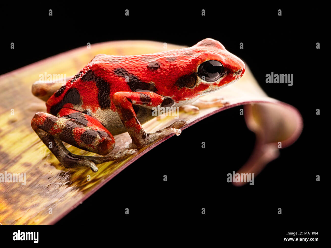 Red strawberry poison Dart frog Panama Regenwald auf der Insel Bastimentos, Bocas del Toro. Ein Makro einer giftigen tropischen Regenwald Tier, Oopha Stockfoto