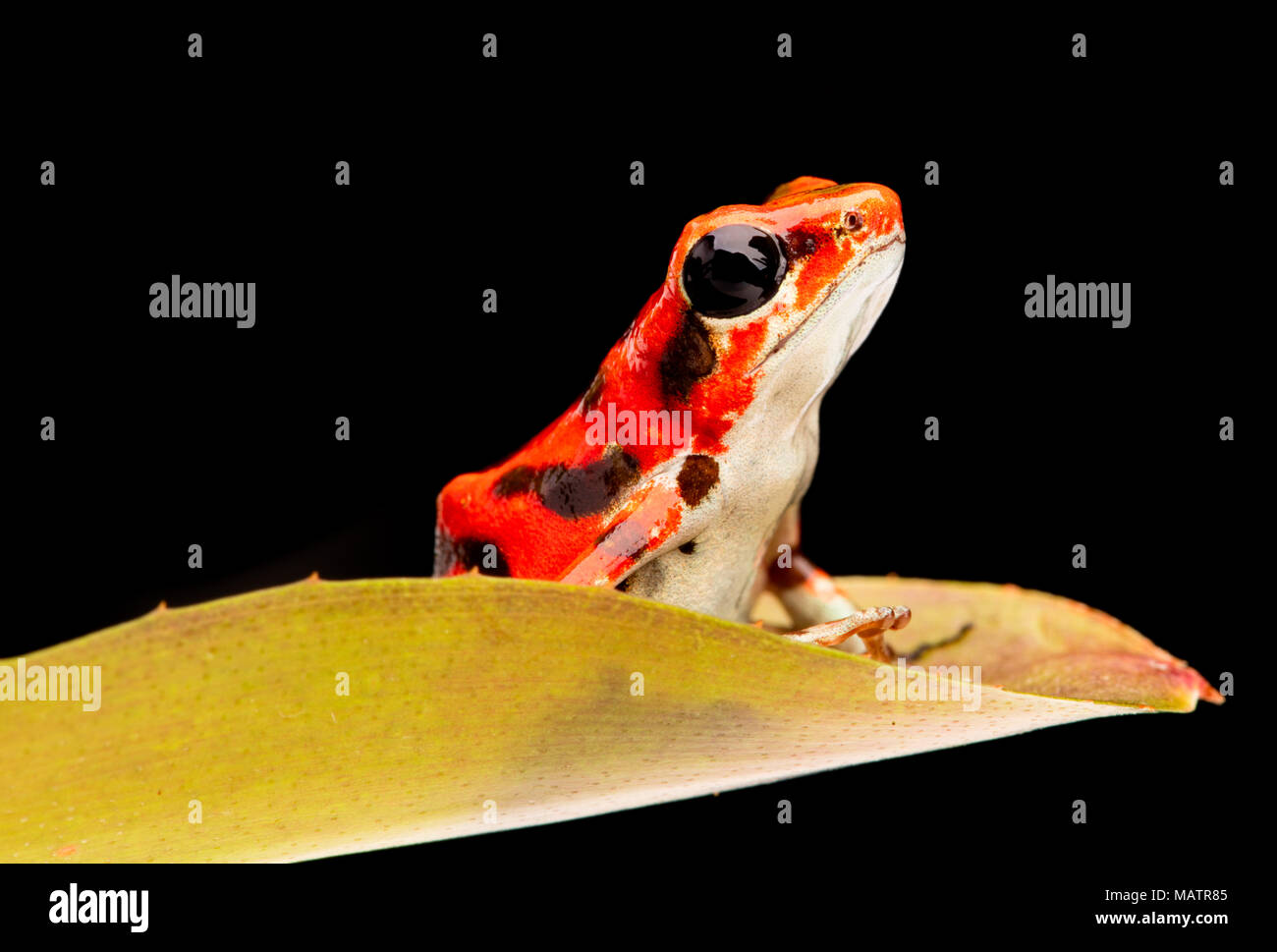 Strawberry poison Dart frog aus dem Regenwald von Boca del Toros in Panama. Eine schöne giftige Tiere. Stockfoto