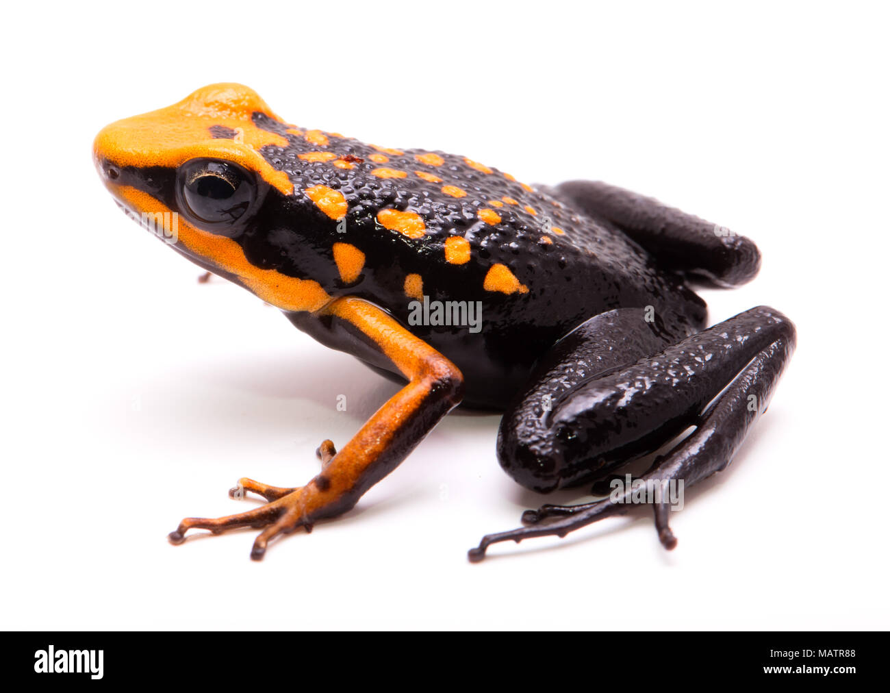 vergiften Sie Dart oder Pfeil Frosch, Ameerega Silverstonei. Orange giftigen Tieren aus dem Amazonas regen Wald von Peru. Isoliert auf weißem Hintergrund. Stockfoto