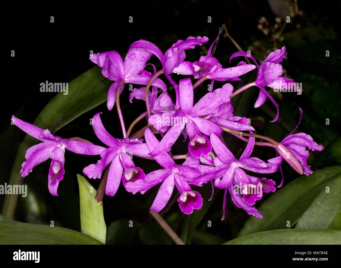 Cluster der Schönen leuchtend lila Blüten der Orchideen, Cattleya bowringiana gegen den dunklen Hintergrund Stockfoto