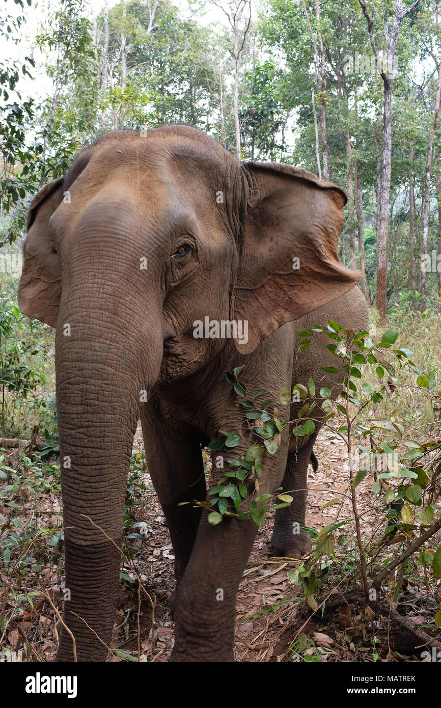 Einer der Elefanten an der Mondulkiri Elephant Sanctuary von Herrn Baum in der Nähe von Sen Monourom, Kambodscha ausführen Stockfoto