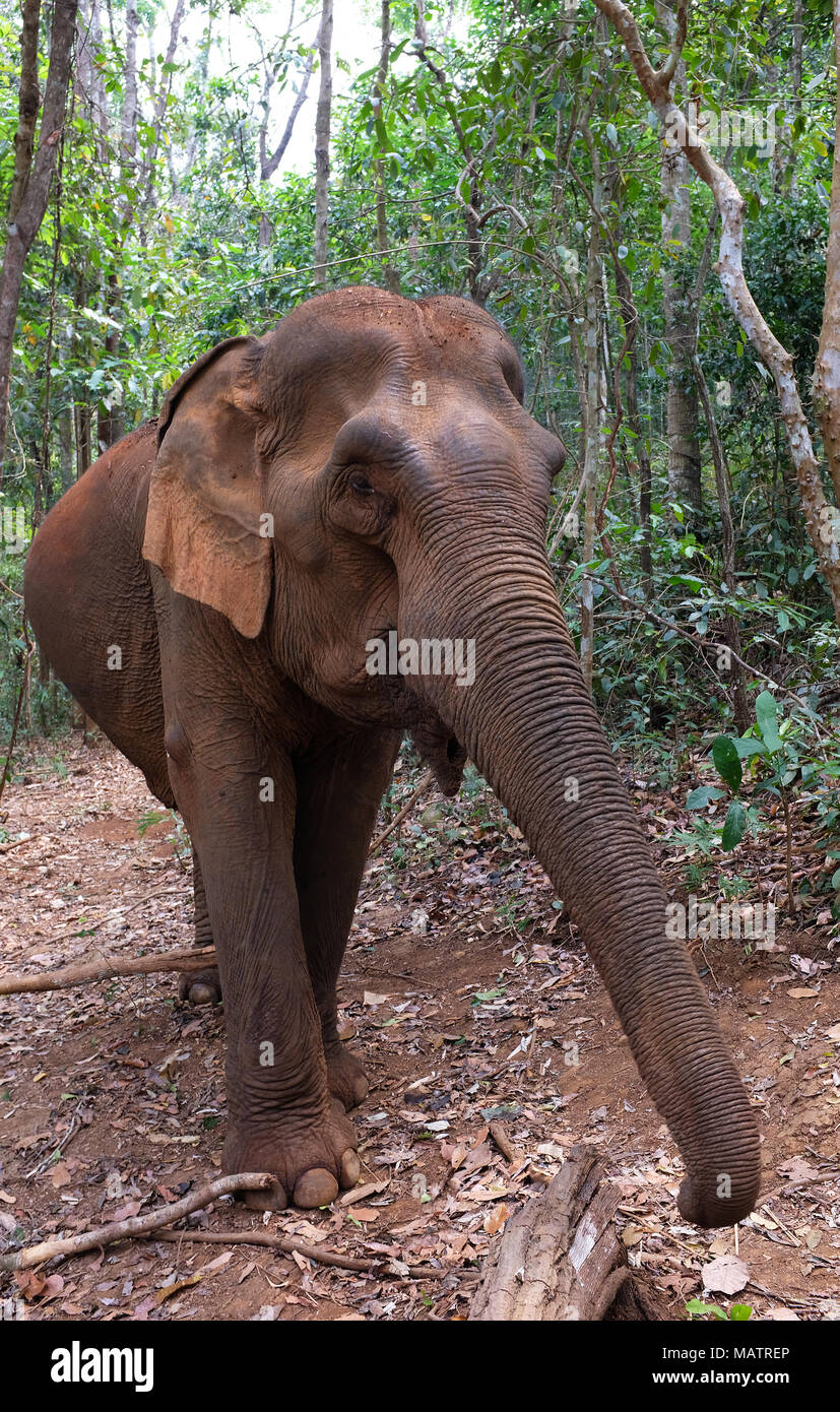 Einer der Elefanten an der Mondulkiri Elephant Sanctuary von Herrn Baum in der Nähe von Sen Monourom, Kambodscha ausführen Stockfoto