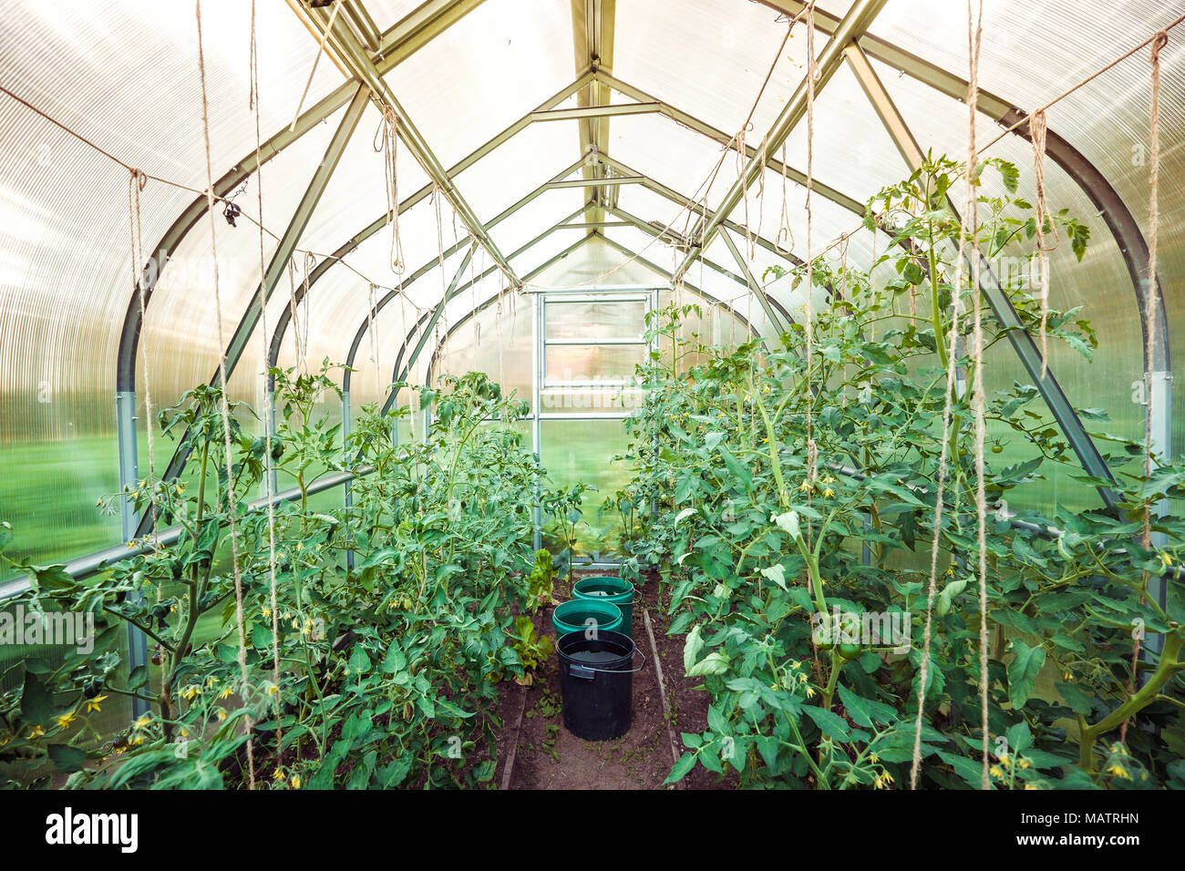 Tomaten Im Gewachshaus Bestauben