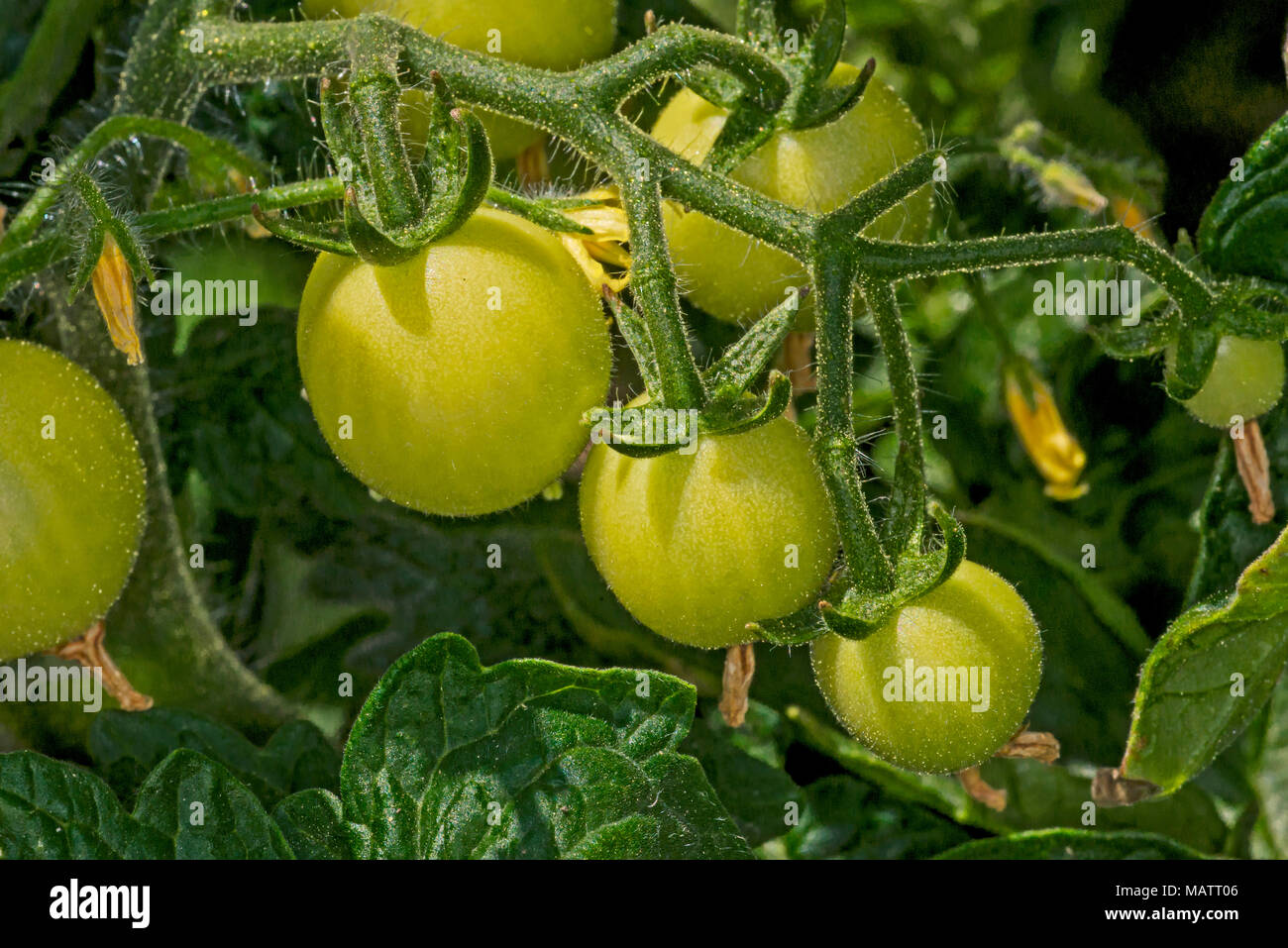 Kirsche Tomaten warten im Garten zu Reifen Stockfoto