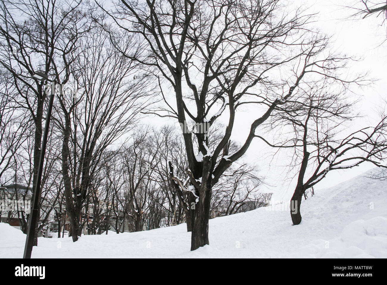 Winter in Japan Stockfoto