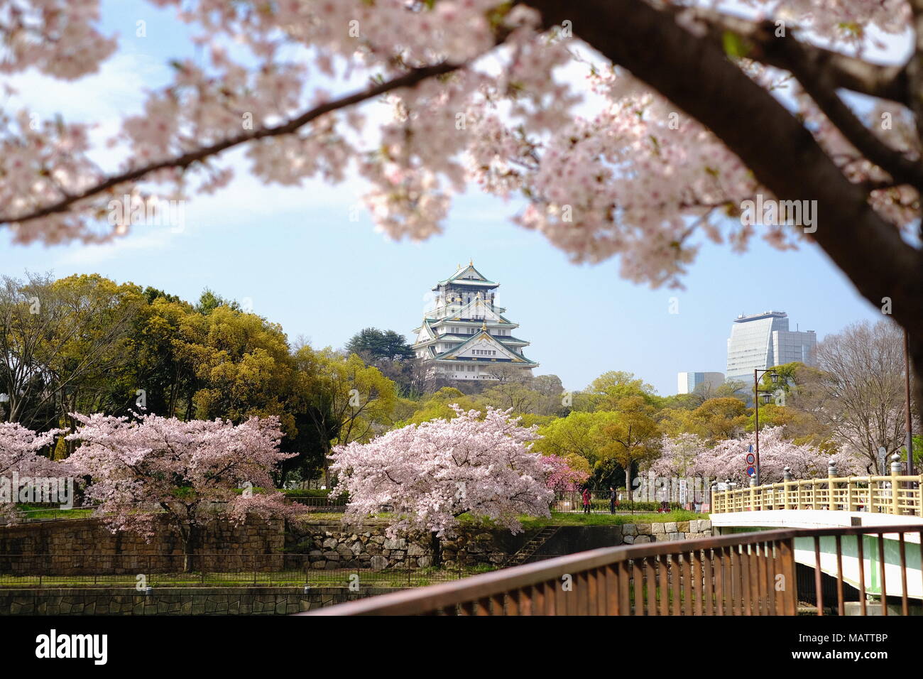 Sakura blühen rund um Burg Osaka Stockfoto