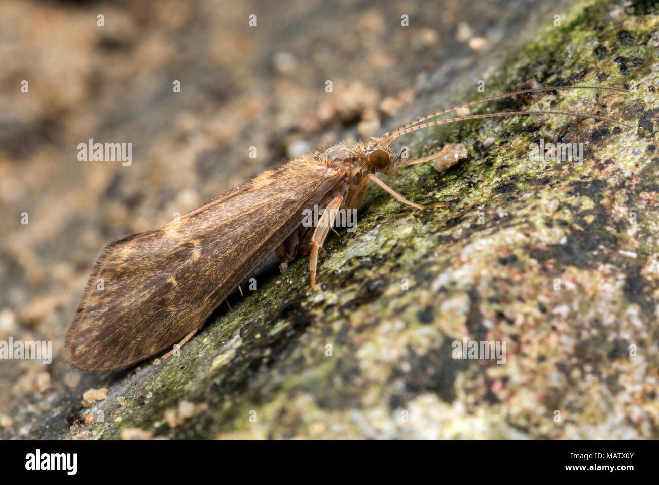 Caddisfly in der Familie Trichoptera, auf Stein Wand. Tipperary, Irland Stockfoto