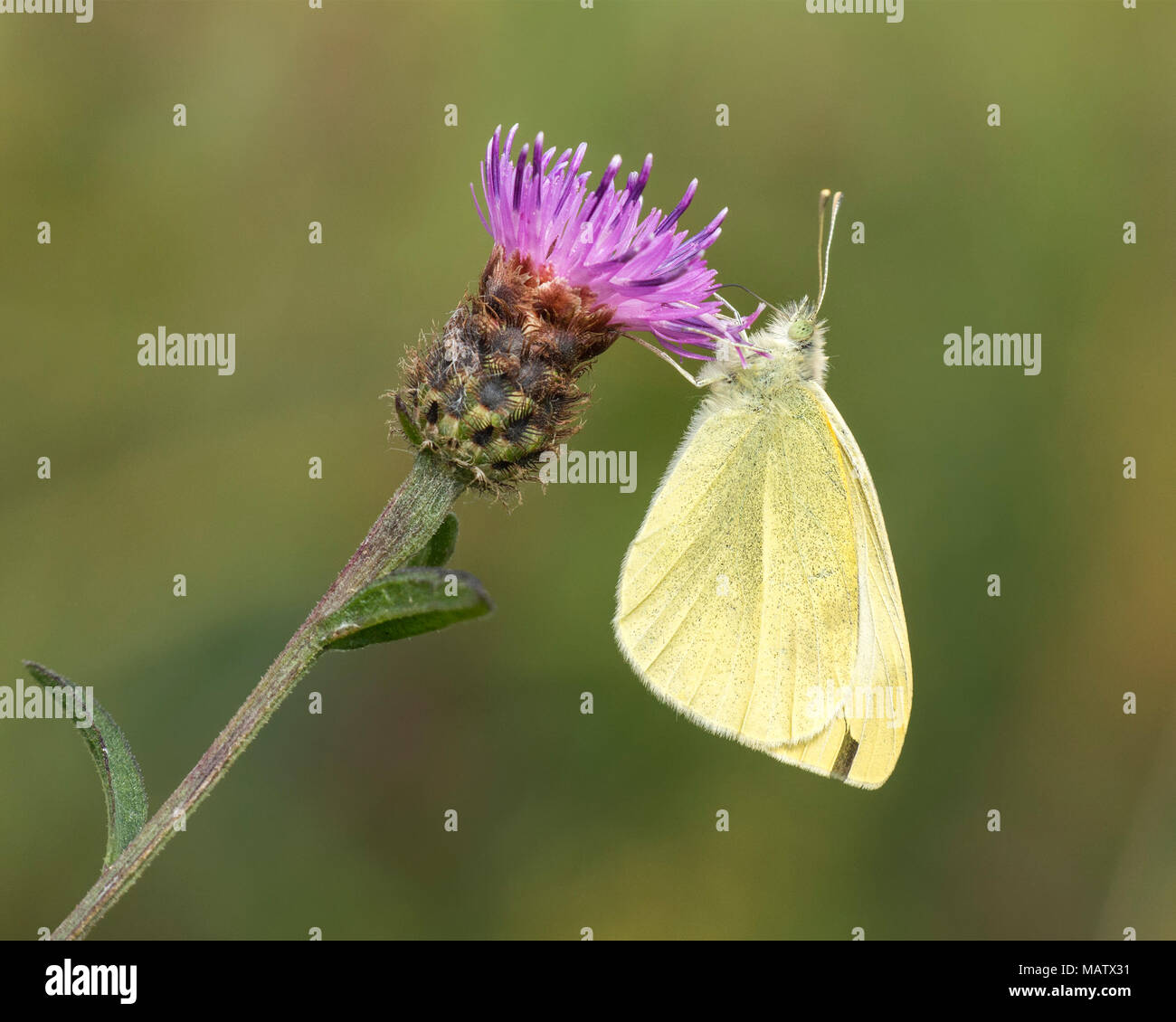 Kleine weiße Falter (Pieris rapae) thront auf flockenblume Blume. Tipperary, Irland Stockfoto