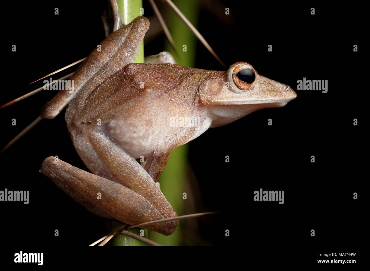 Die collett Laubfrosch Polypedates colletti Stockfoto