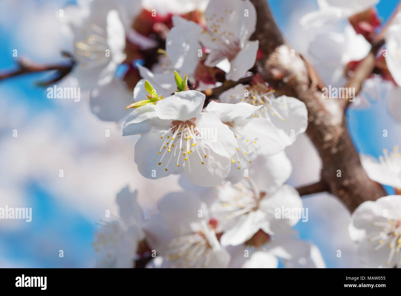 Weißen Zweigen der blühenden Kirschbaum in spring garden vor blauem Himmel. Spring floral background mit Blumen von Sakura close-up Stockfoto