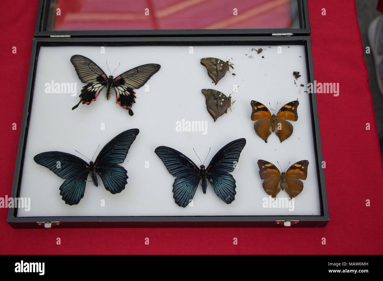 Eine Auswahl von Schmetterlingen in einer Vitrine festgesteckt, Middlesex University Stockfoto