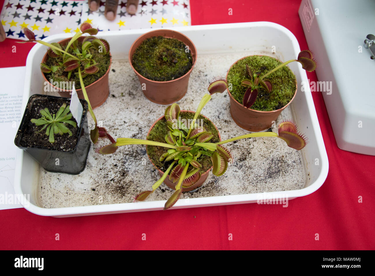 Venus Flytrap Pflanzen als Teil eines wissenschaftlichen Experiments, Middlesex University Stockfoto