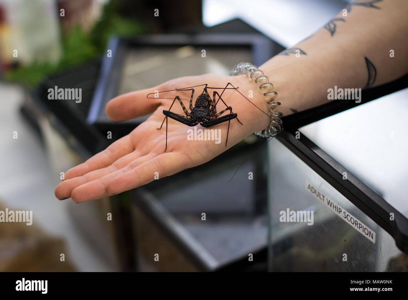 Peitsche scorpion, Thelyphonida oder Vinegaroon, eine große Spinne, die von einem Mädchen mit tätowierten Händen und Unterarmen bearbeitet werden Stockfoto