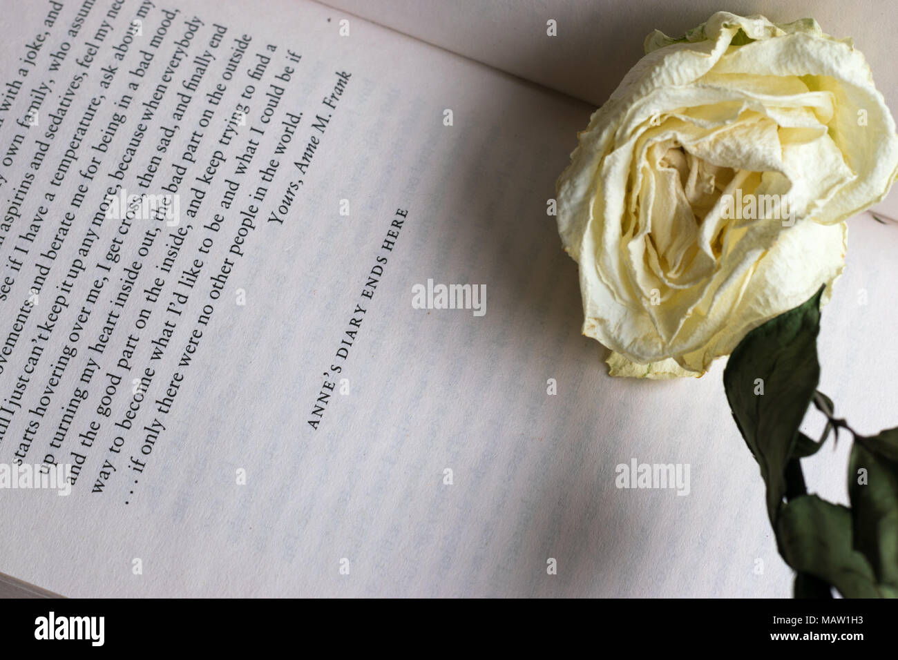 Letzte Seite von "Das Tagebuch eines jungen Mädchens" von Anne Frank, die Worte: "Anne Tagebuch endet hier" mit einem verdorrten Weiß auf dem Buch platziert Rose Stockfoto