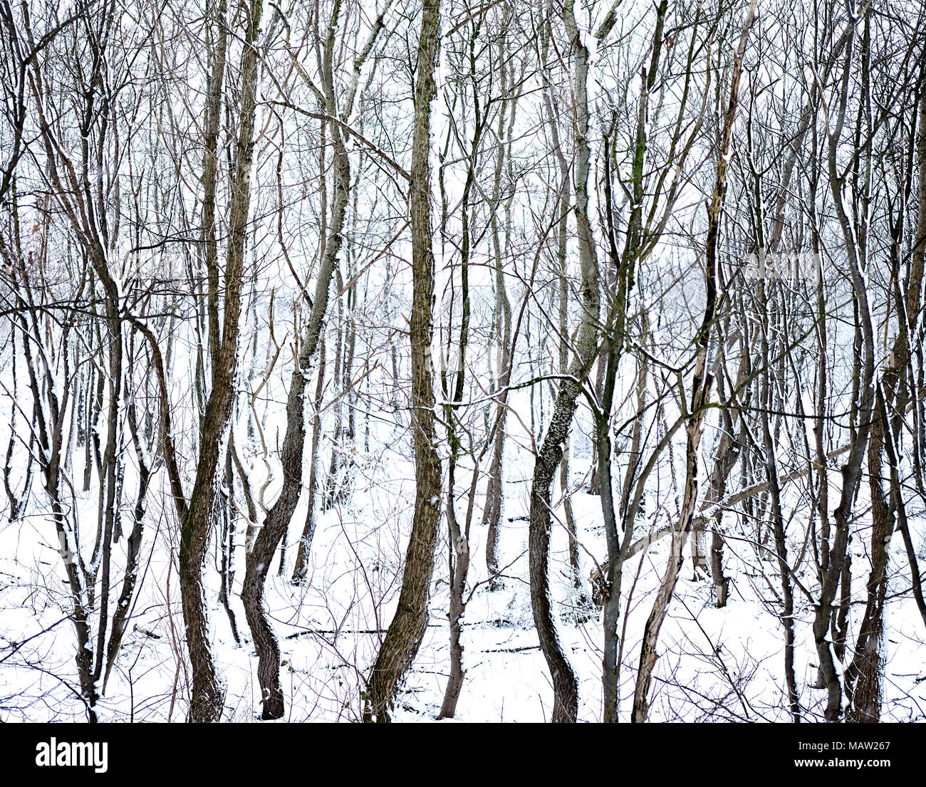 Wald Landschaft mit Bäumen mit Schnee im Winter in den Dünen an der Küste von Den Haag, Niederlande. Westduinpark ist eine Dünenlandschaft Stockfoto