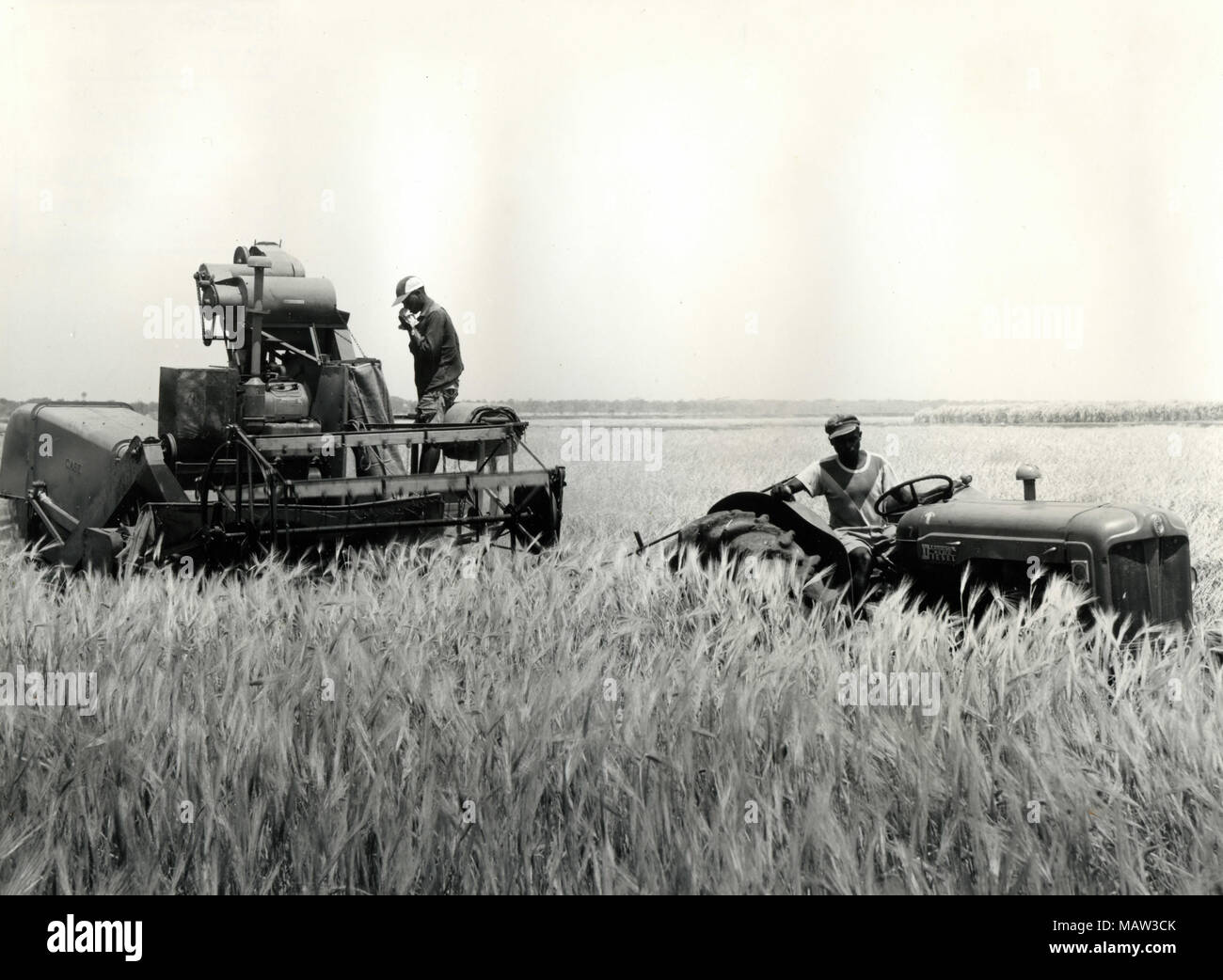 Männer an der Pflanzen mit einem Harvester, Rhodesian Auswahl Vertrauen, Kafue Pilot Polder, Sambia, Süd Rhodesien 1957 Stockfoto