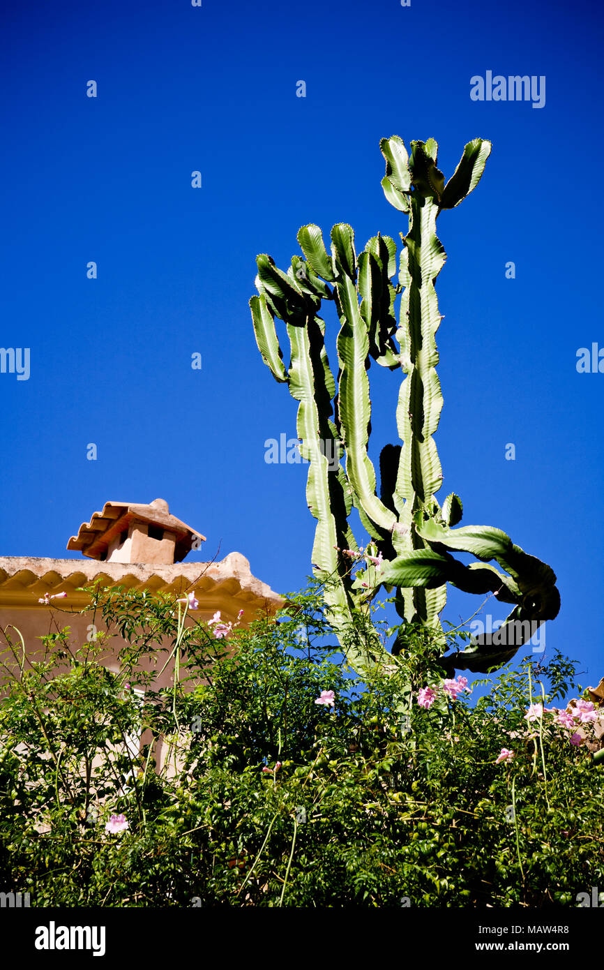 Hohe, markante Kaktus Pflanzen in einem Garten in Mallorca Stockfoto