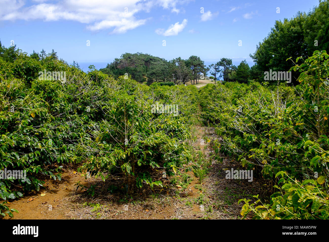 Kaffee Anlagen, Rosmarin Gate Estate Coffee Plantation, St. Helena Island, South Atlantic Stockfoto