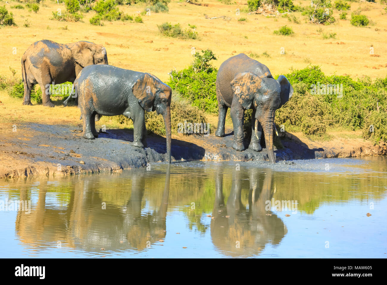 Zwei afrikanische Elefanten bedeckt im Schlamm wasser trinken aus einem Pool im Addo Elephant National Park, Eastern Cape, Südafrika. Saison Sommer in einem sonnigen Tag. Elefanten sind in das Wasserloch widerspiegelt. Stockfoto