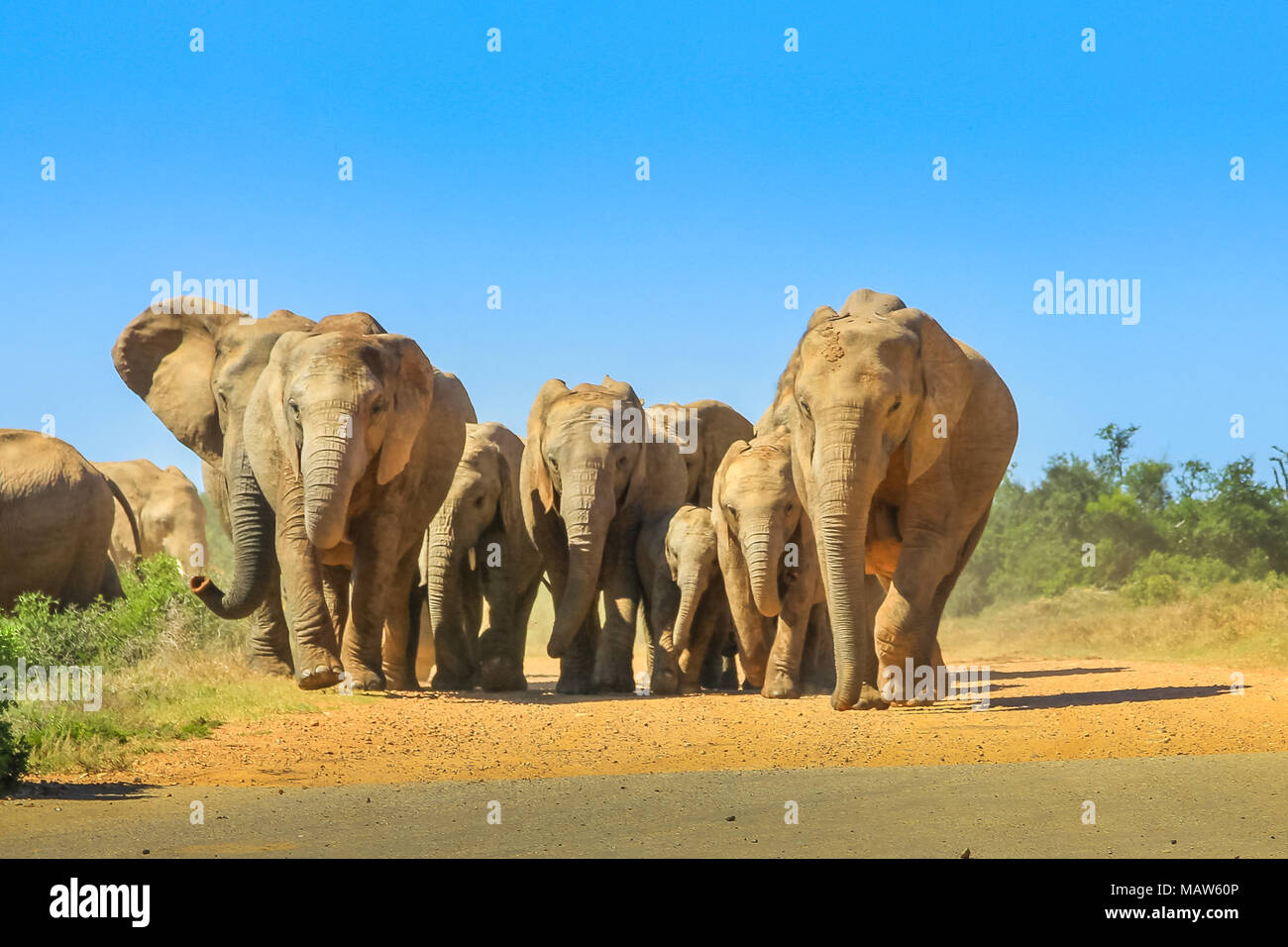 Vorderansicht einer Gruppe von Erwachsenen mit kleinen afrikanischen Elefanten zu Fuß auf einem Feldweg in Addo Elephant National Park, Eastern Cape, in der Nähe von Port Elizabeth in Südafrika. Sommer Saison. Blue Sky. Stockfoto