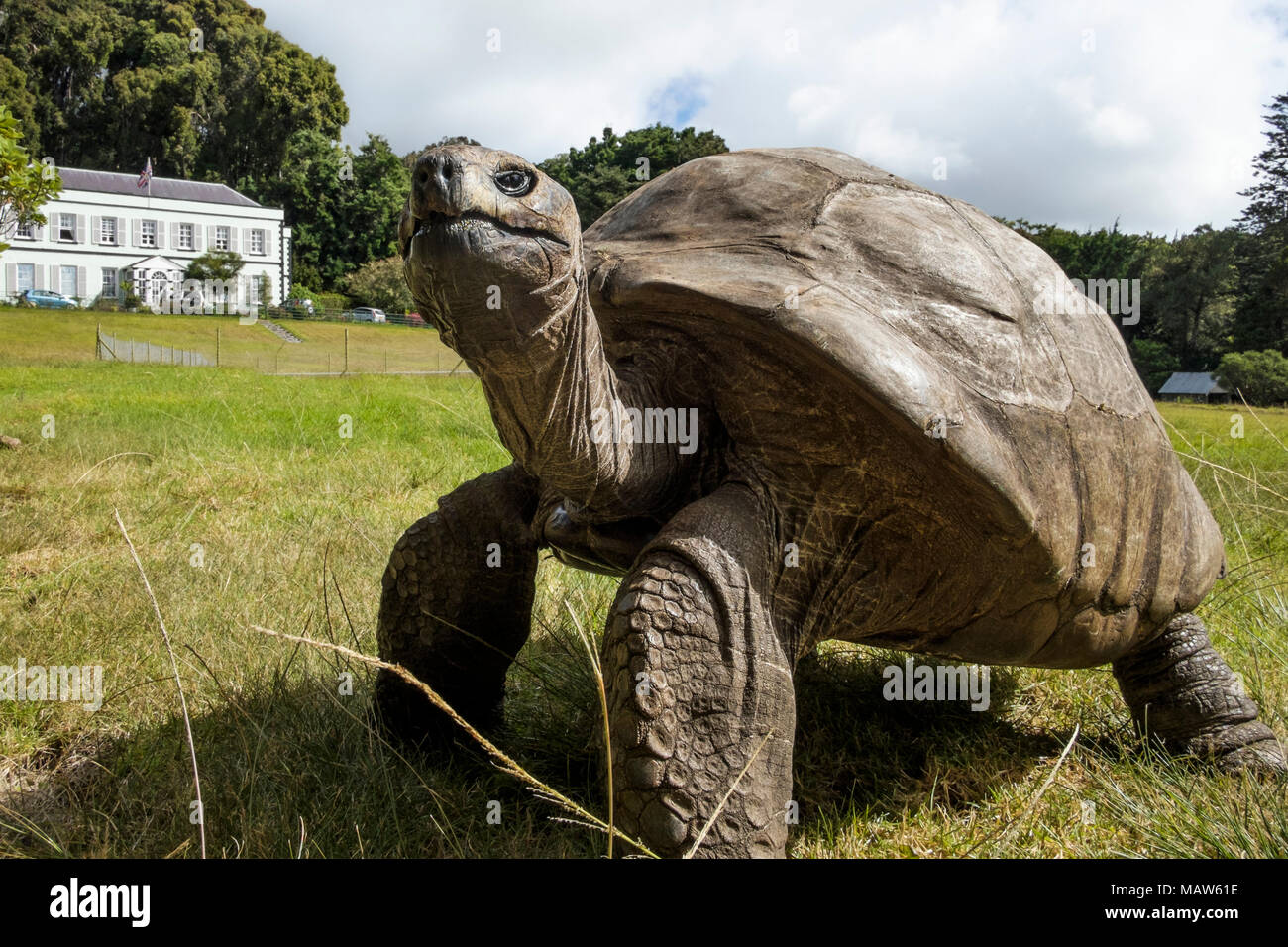 Jonathan, eine riesige Schildkröte auf den Seychellen, das mit rund 190 Jahren älteste bekannte lebende Landtier der Welt. Plantation House, St. Helena. Stockfoto