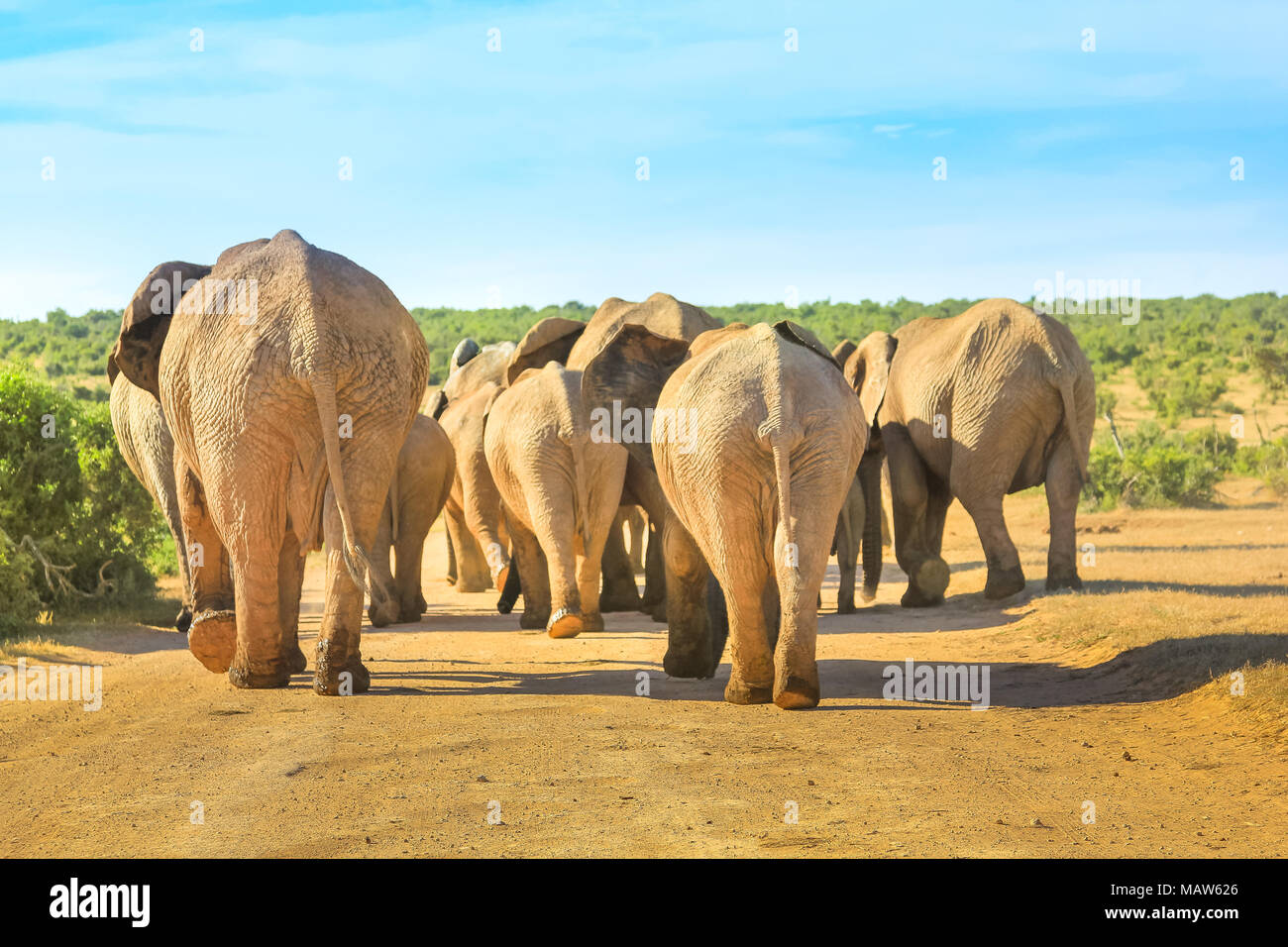 Hinter der Afrikanischen Elefanten zu Fuß auf einem Feldweg in der Mitte des Addo Elephant National Park, Eastern Cape, in der Nähe von Port Elizabeth in Südafrika gesehen. Sommer Saison. Sonnigen Tag. Stockfoto