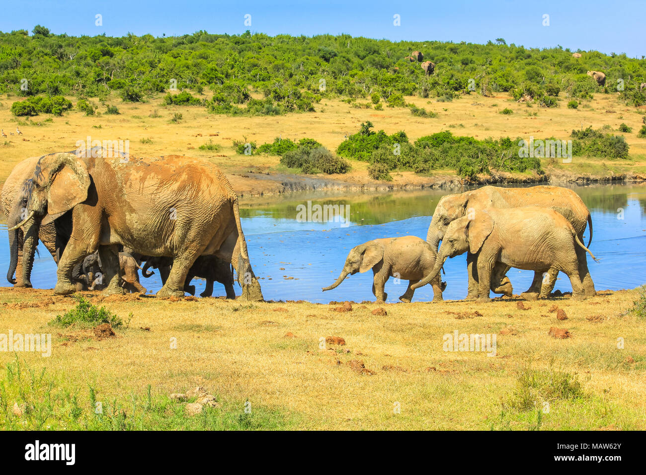 Familie Elefanten im Addo Elephant National Park in der Nähe der Pool in der Sommersaison. Addo NP befindet sich in der Eastern Cape, in der Nähe von Port Elizabeth, Südafrika ist ein bekanntes Ziel für African Safari Stockfoto