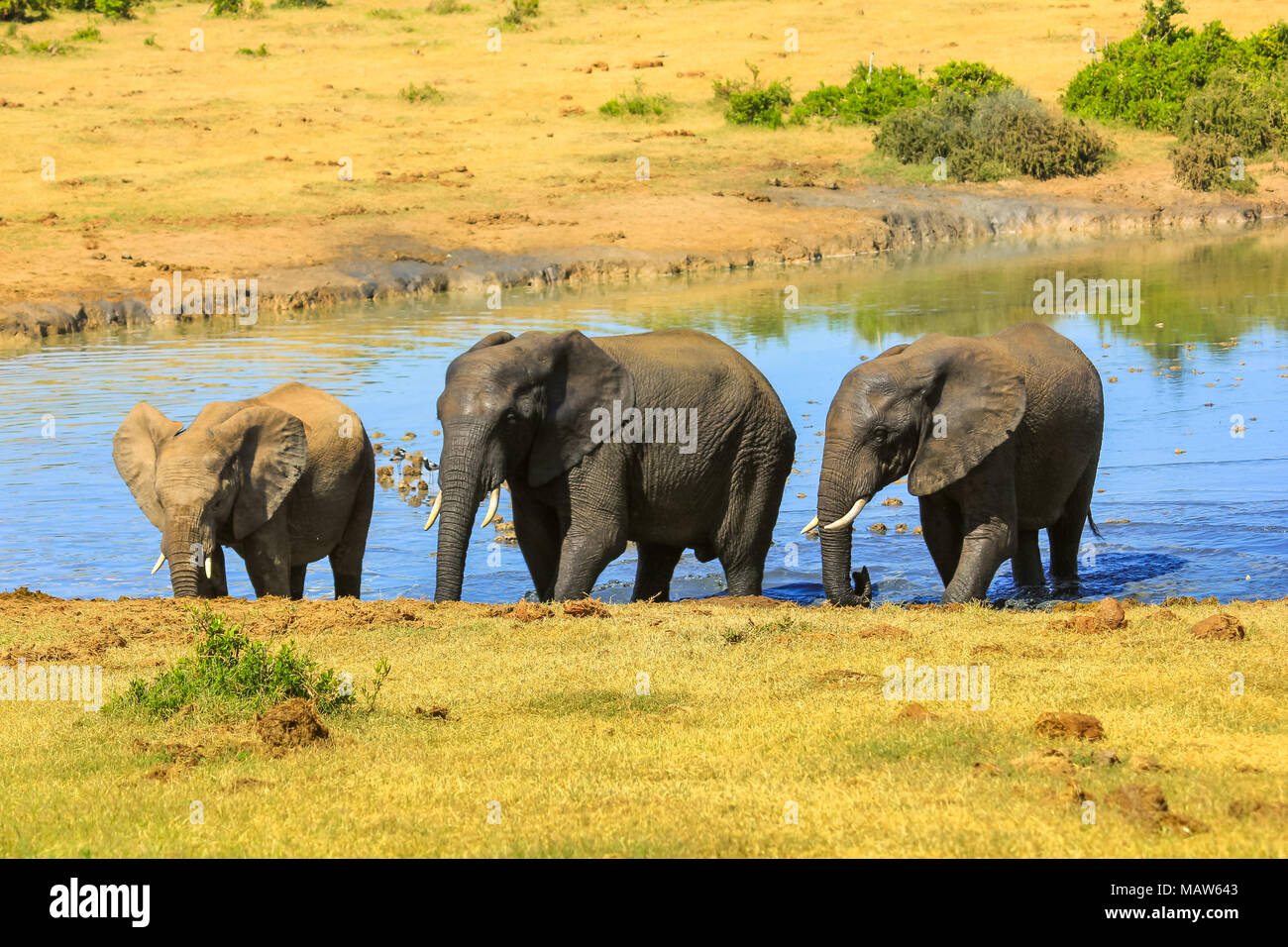 Drei afrikanischen Elefanten zu Fuß im Wasser von einem Wasserloch. Addo Elephant National Park in der Sommersaison. Eastern Cape, in der Nähe von Port Elizabeth in Südafrika. Stockfoto