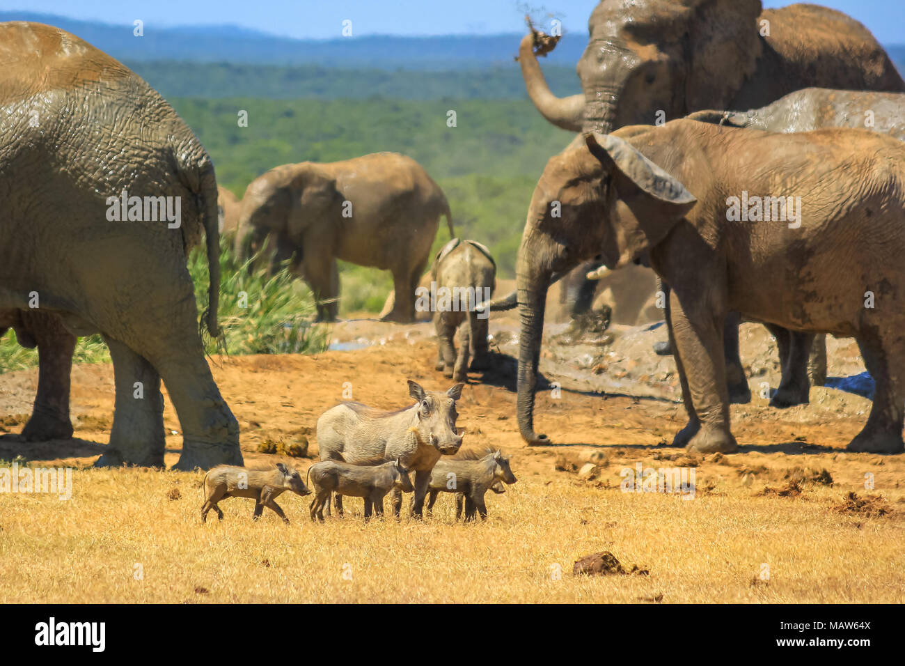 Afrikanische Warzenschwein Familie in der Nähe von eine Gruppe Elefanten Spritzen mit Schlamm an einem Pool. Addo Elephant National Park, Eastern Cape, Südafrika. Stockfoto