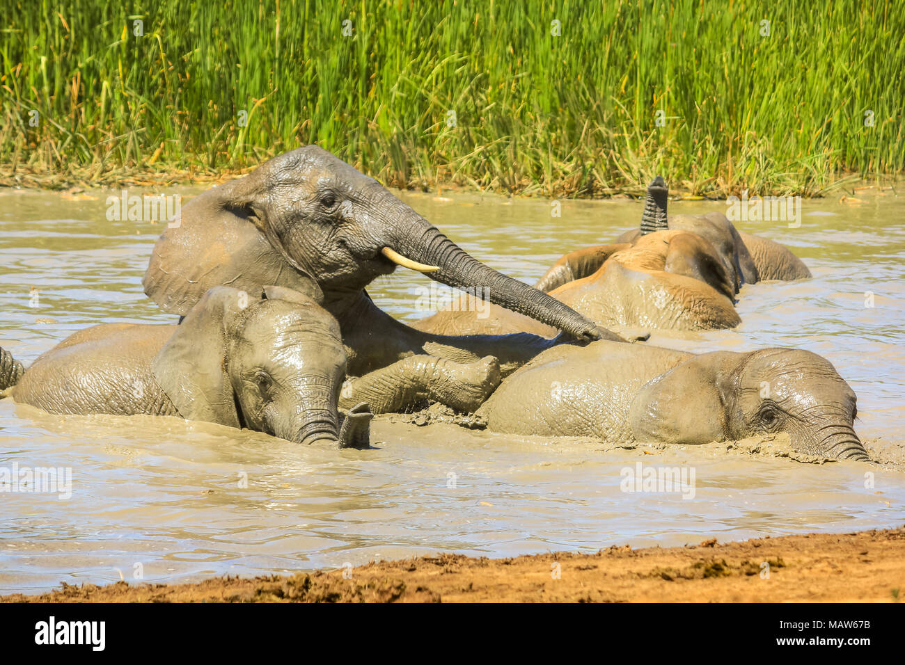 Nahaufnahme des Afrikanischen Elefanten baden im Schlamm von einem Pool im Sommer, um die Körpertemperatur zu senken. Addo Elephant National Park, Eastern Cape, Südafrika. Stockfoto