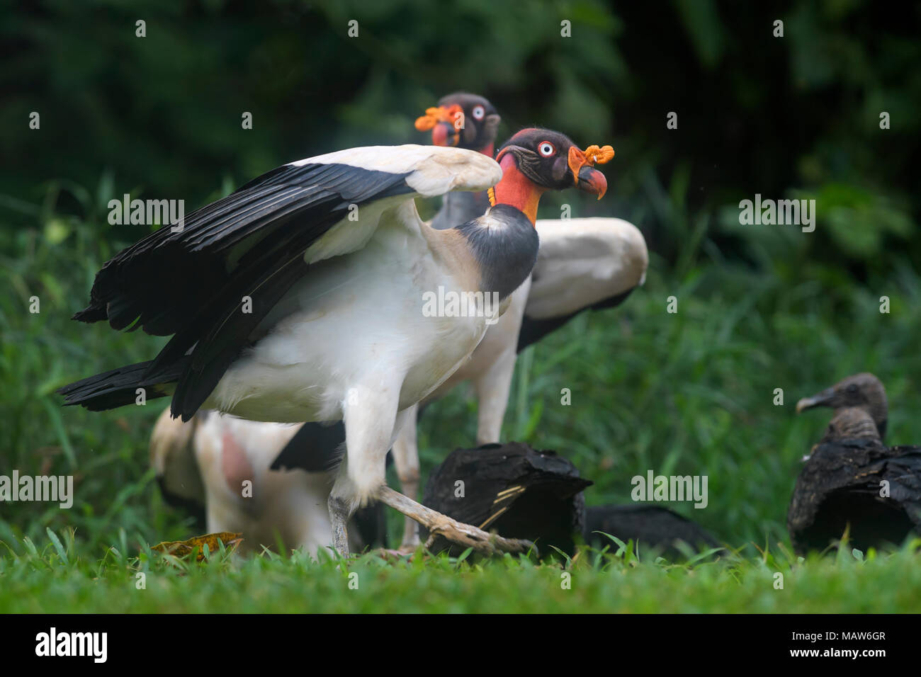 King Vulture - Sarcoramphus Papa, schöne große Geier aus Mittelamerika Wälder. Stockfoto