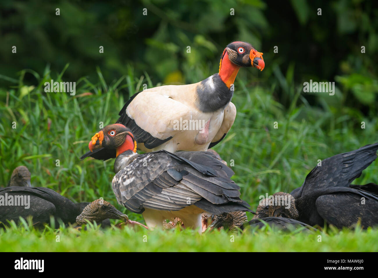 King Vulture - Sarcoramphus Papa, schöne große Geier aus Mittelamerika Wälder. Stockfoto