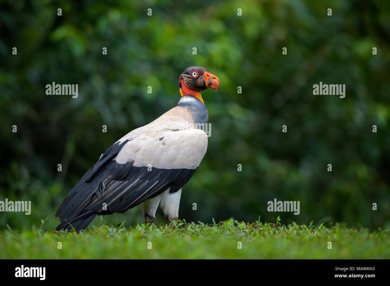 King Vulture - Sarcoramphus Papa, schöne große Geier aus Mittelamerika Wälder. Stockfoto