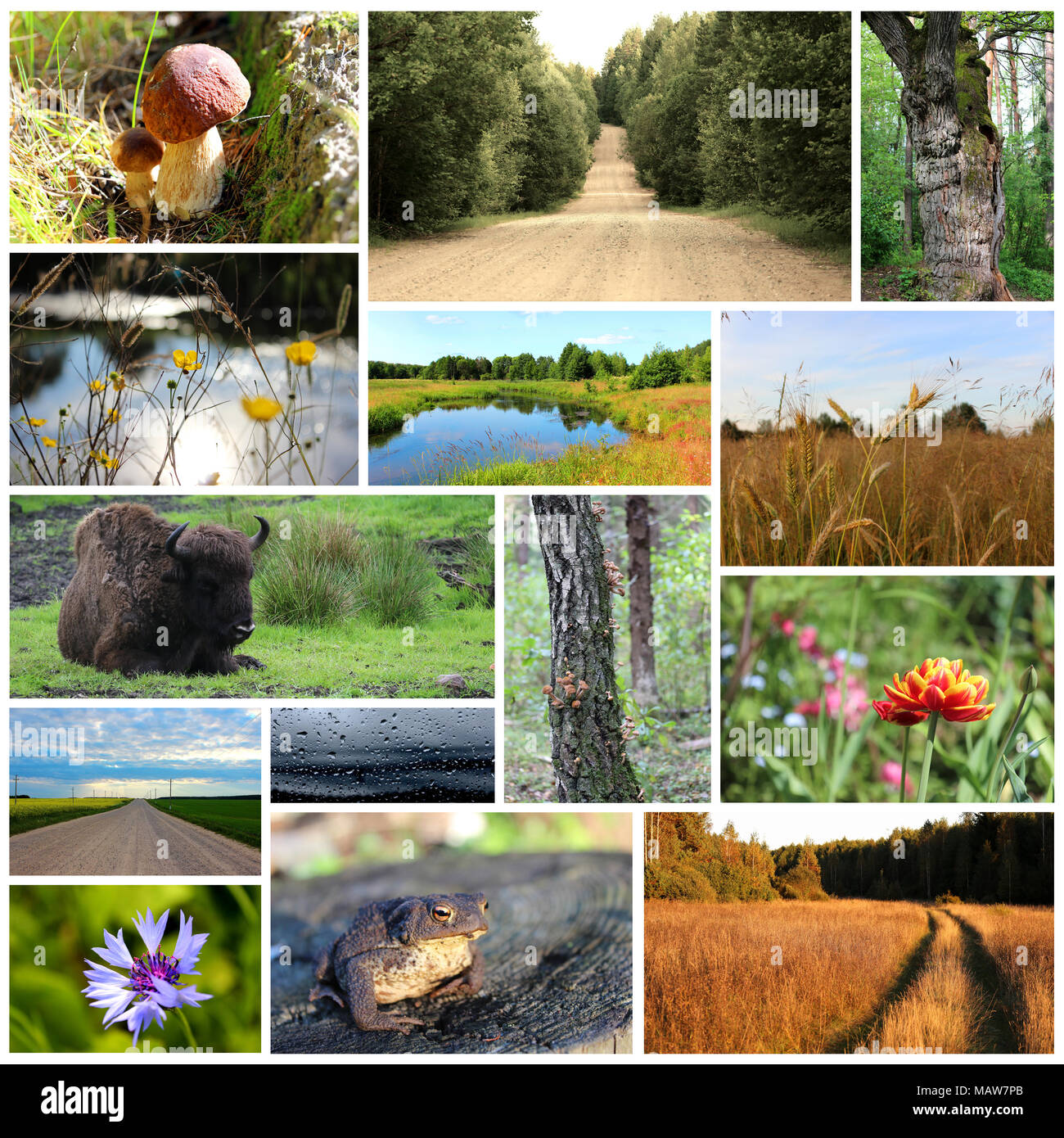 Collage der Natur Fotos Stockfoto