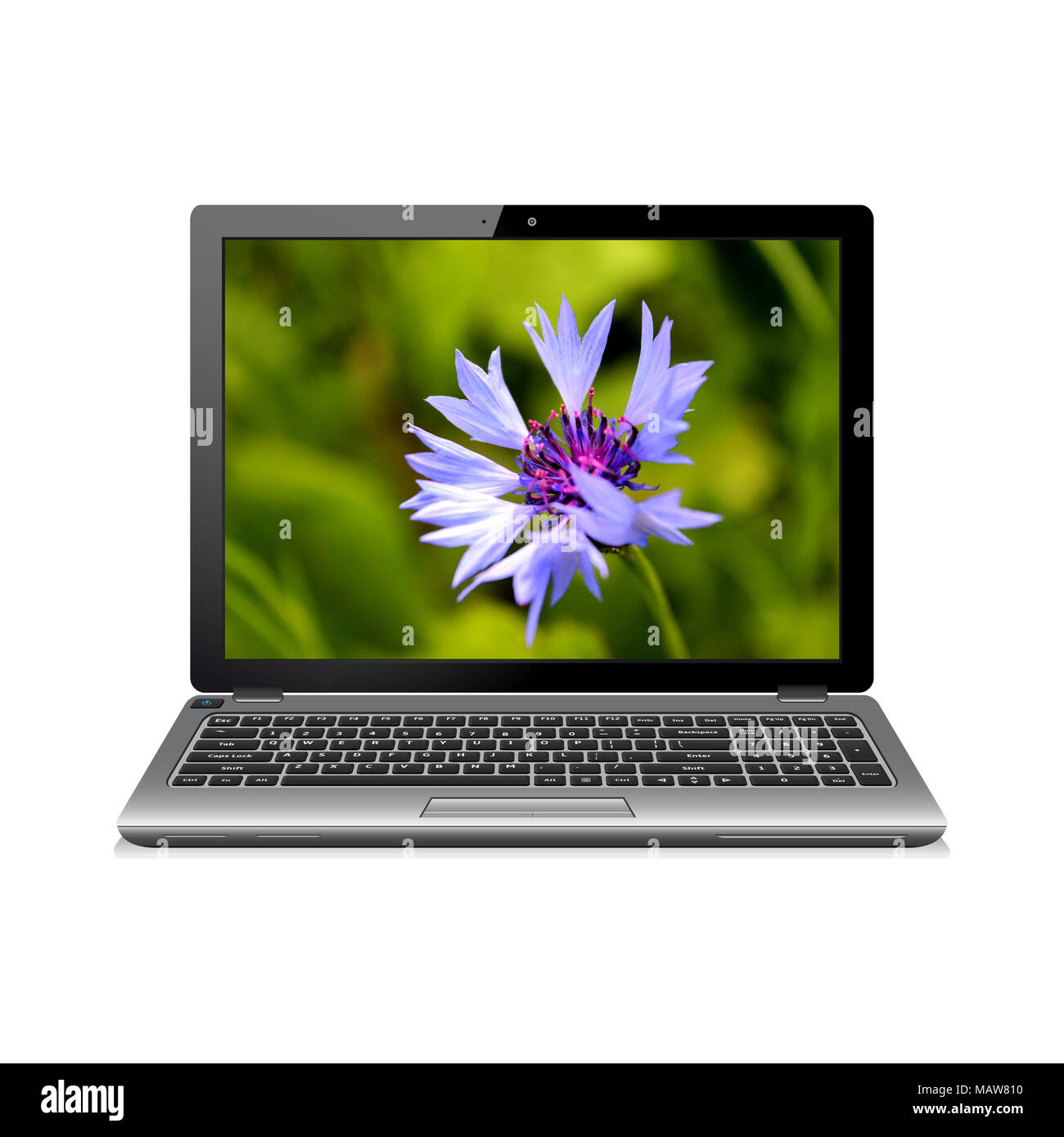 Laptop mit Kornblumen auf dem Bildschirm Stockfoto