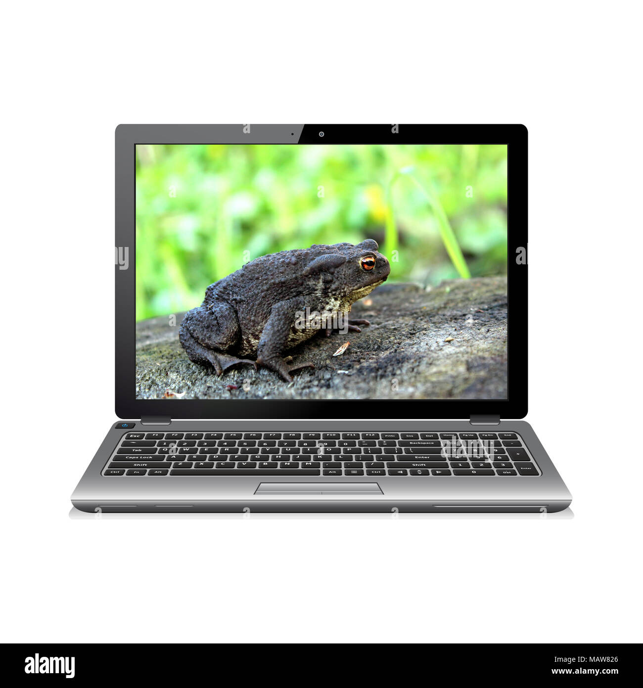 Modernen Laptop auf Weiß mit Frosch auf dem Bildschirm isoliert Stockfoto