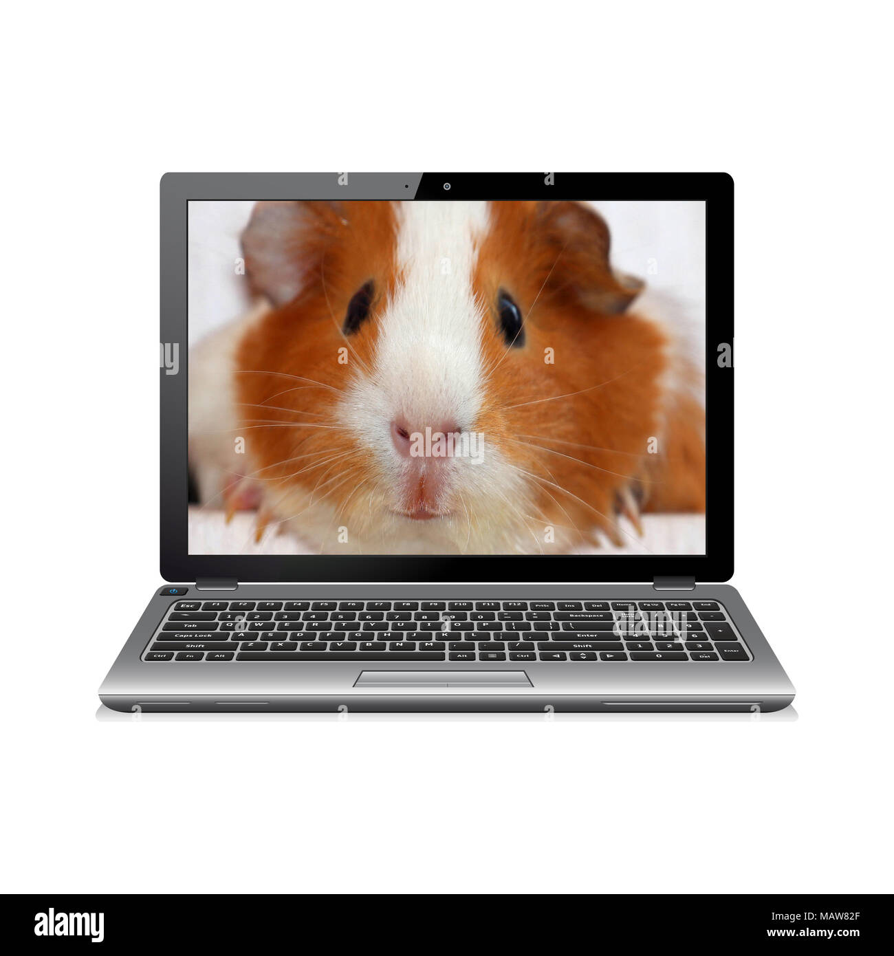 Laptop mit Meerschweinchen auf dem Bildschirm Stockfoto