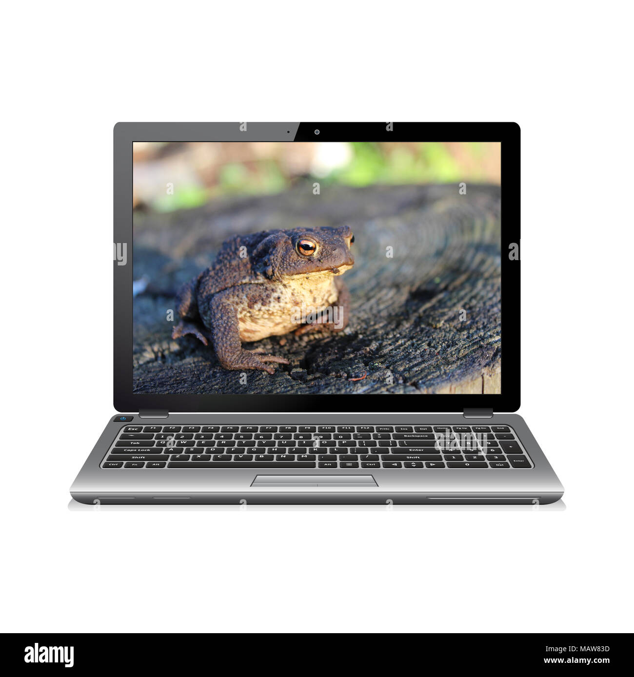 Modernen Laptop auf Weiß mit Frosch auf dem Bildschirm isoliert Stockfoto