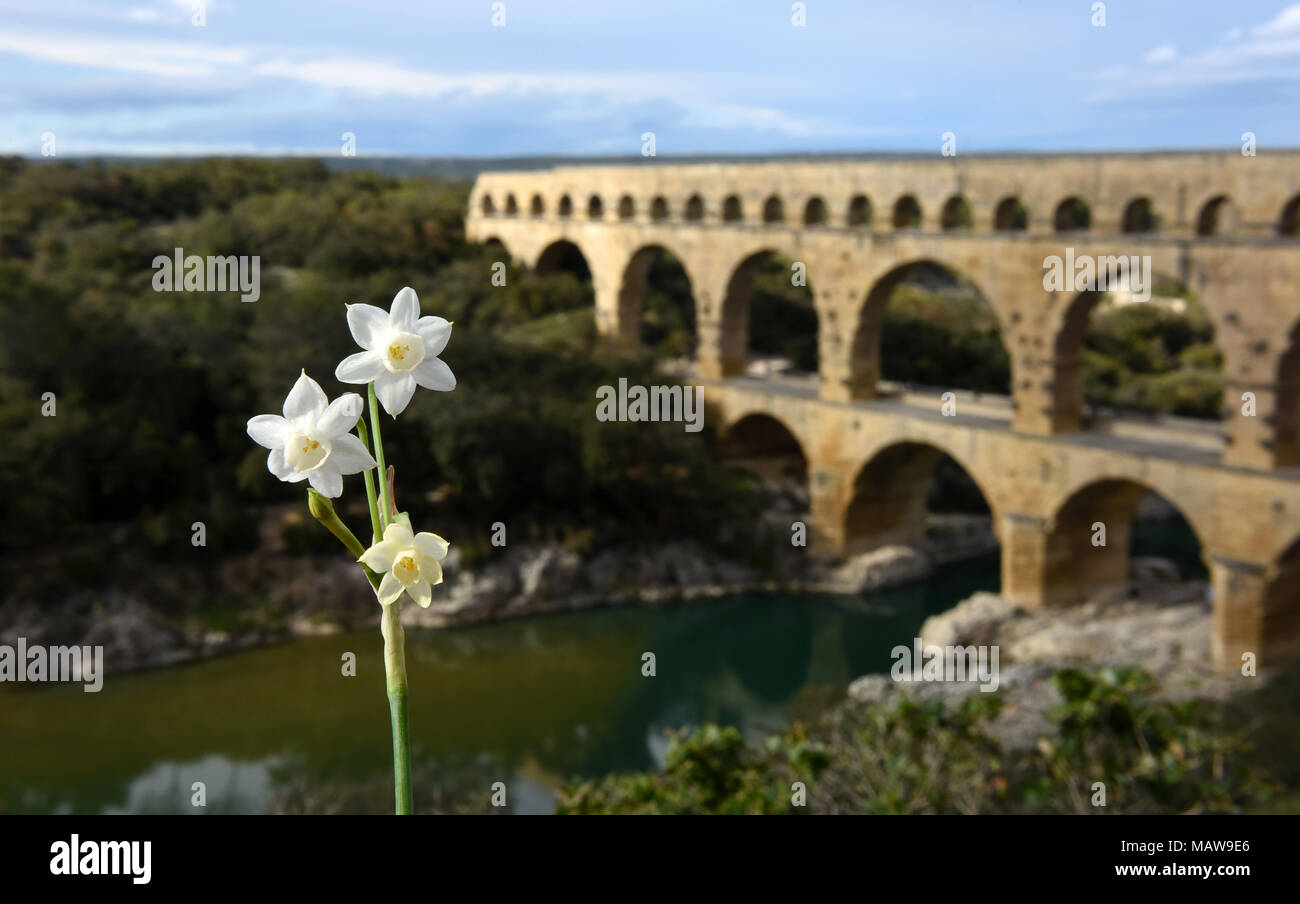 Wild wachsende Narzissen Miniatur- oder Zwerg in der Nähe des Pont du Gard römische Aquädukt in der Nähe von Nimes in Frankreich. Stockfoto