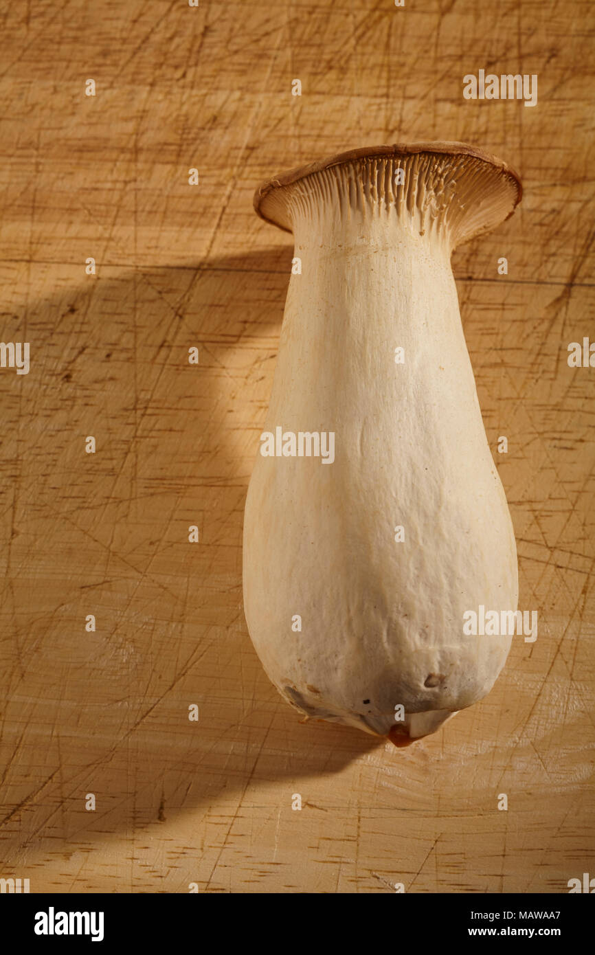 Rohe frische König Oyster Mushroom (s) in Pennsylvania, USA Stockfoto